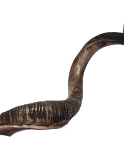 Shofar - Yeminite XXLarge 80 - 90 cm
