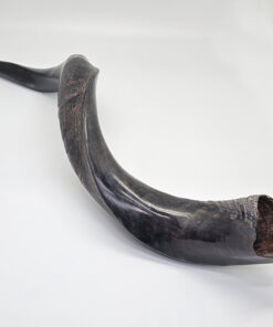 Shofar - Yeminite Large 60 -70 cm