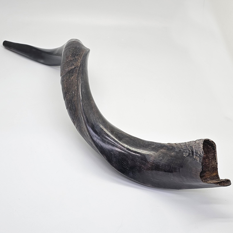 Shofar - Yeminite Large 60 -70 cm