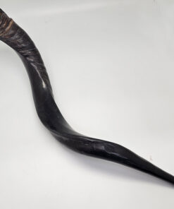 Shofar - Yeminite Medium 50 -60 cm