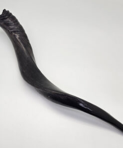 Shofar - Yeminite Small 40 - 50 cm
