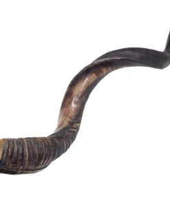 Shofar - Yeminite XLarge 70 - 80 cm